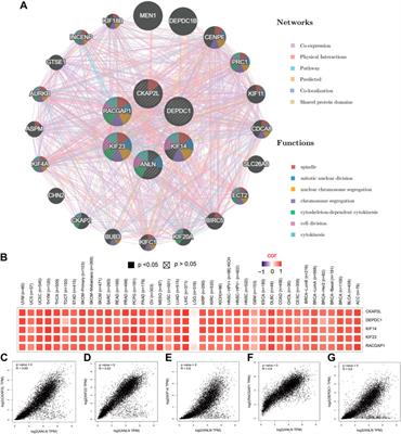 Comprehensive bioinformatics analysis reveals the prognostic value, predictive value, and immunological roles of ANLN in human cancers